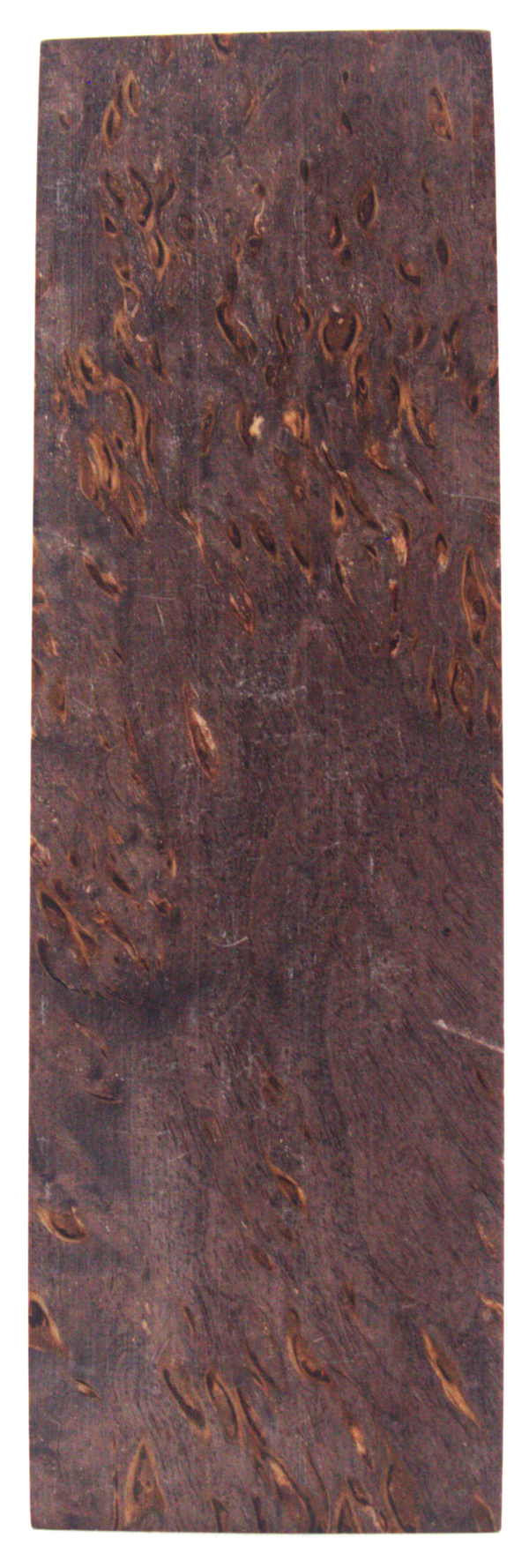 Karelian curly birch #141